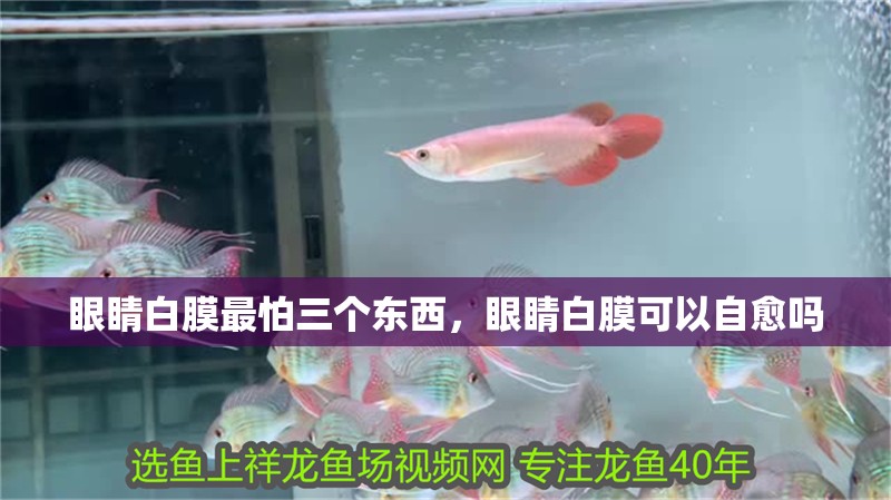 眼睛白膜最怕三個東西，眼睛白膜可以自愈嗎