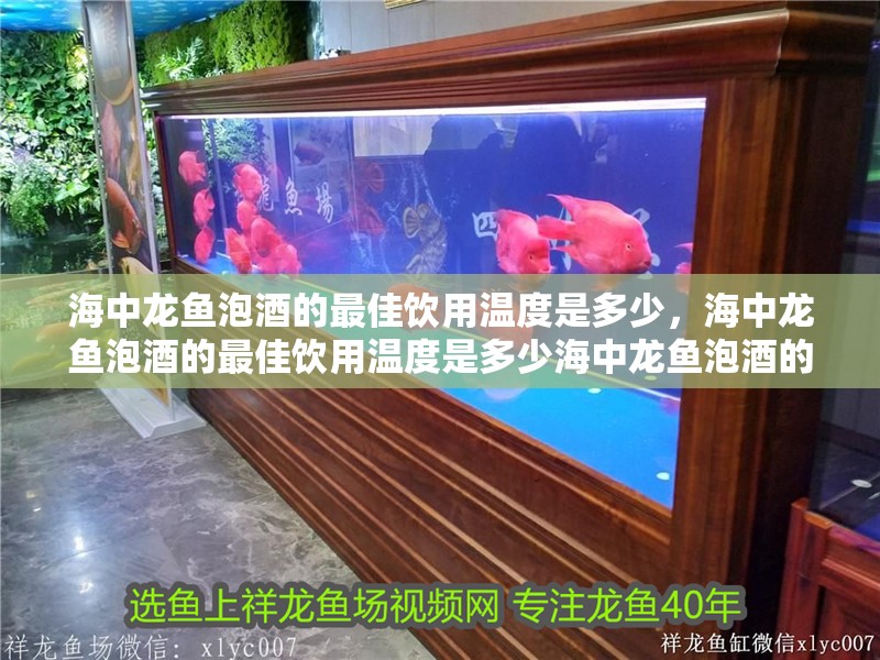 海中龍魚泡酒的最佳飲用溫度是多少，海中龍魚泡酒的最佳飲用溫度是多少海中龍魚泡酒的最佳飲用時間表