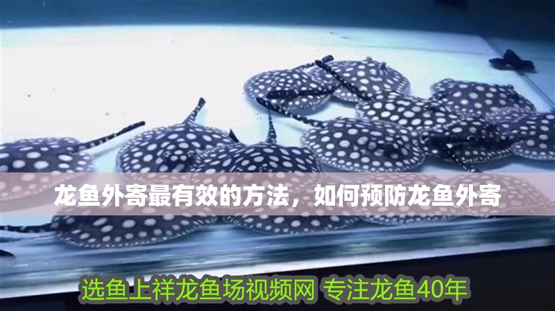 龍魚外寄最有效的方法，如何預防龍魚外寄