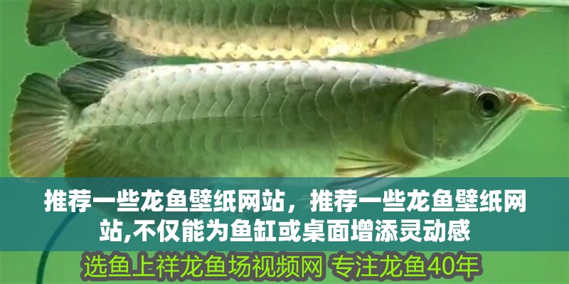推薦一些龍魚壁紙網站，推薦一些龍魚壁紙網站,不僅能為魚缸或桌面增添靈動感