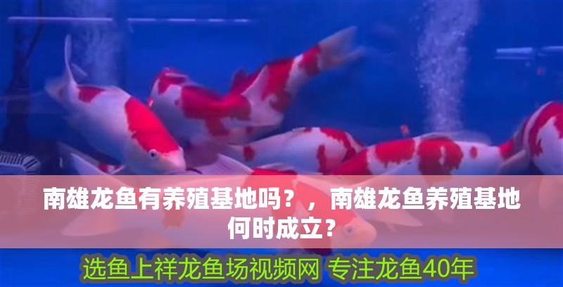 南雄龍魚有養殖基地嗎？，南雄龍魚養殖基地何時成立？
