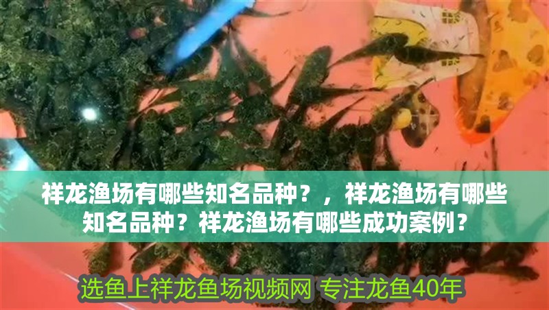 祥龍漁場有哪些知名品種？，祥龍漁場有哪些知名品種？祥龍漁場有哪些成功案例？