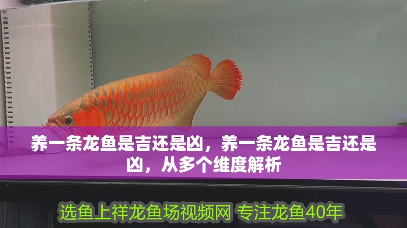 養一條龍魚是吉還是兇，養一條龍魚是吉還是兇，從多個維度解析