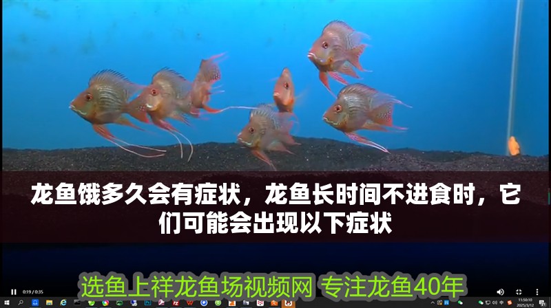 龍魚餓多久會有癥狀，龍魚長時間不進食時，它們可能會出現(xiàn)以下癥狀