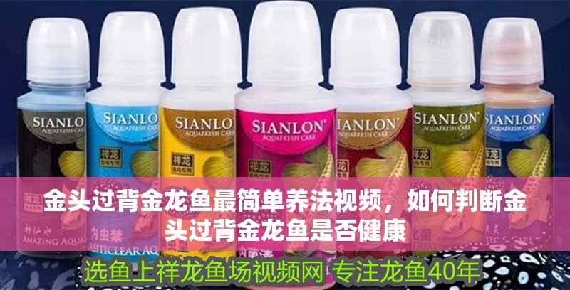 金頭過背金龍魚最簡單養法視頻，如何判斷金頭過背金龍魚是否健康