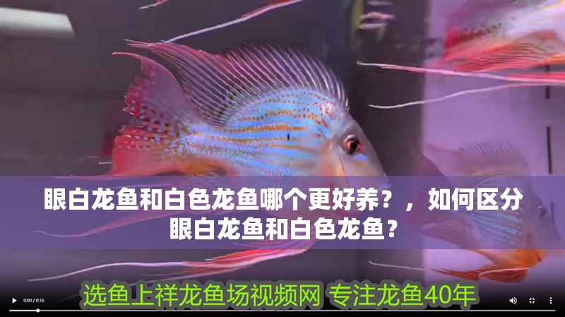 眼白龍魚和白色龍魚哪個更好養？，如何區分眼白龍魚和白色龍魚？