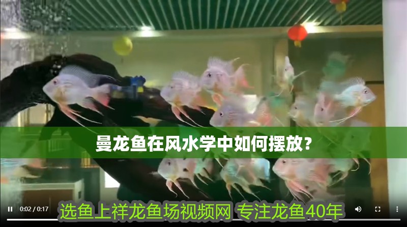 曼龍魚在風水學中如何擺放？