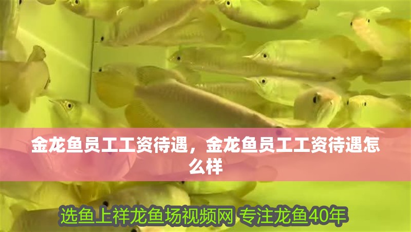 金龍魚員工工資待遇，金龍魚員工工資待遇怎么樣