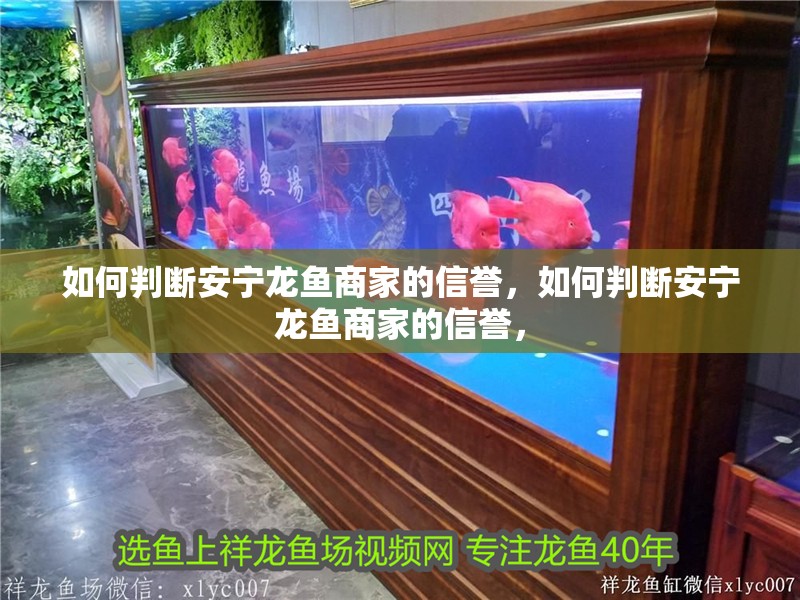 如何判斷安寧龍魚商家的信譽，如何判斷安寧龍魚商家的信譽，