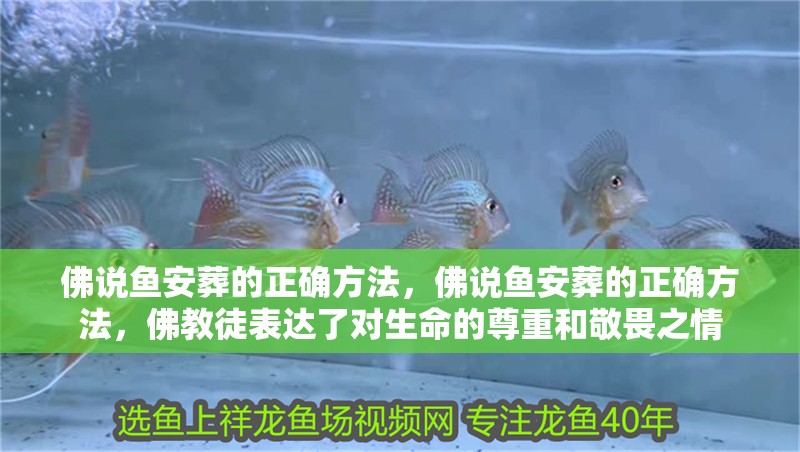 佛說魚安葬的正確方法，佛說魚安葬的正確方法，佛教徒表達了對生命的尊重和敬畏之情