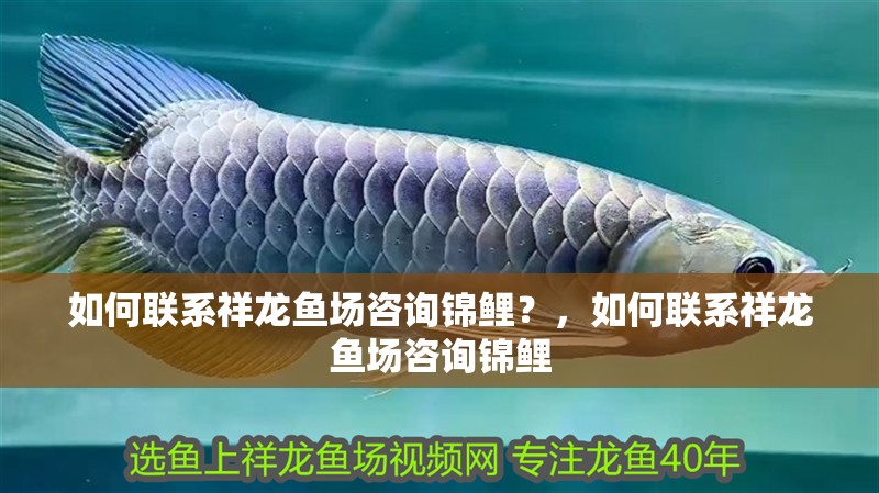 如何聯系祥龍魚場咨詢錦鯉？，如何聯系祥龍魚場咨詢錦鯉