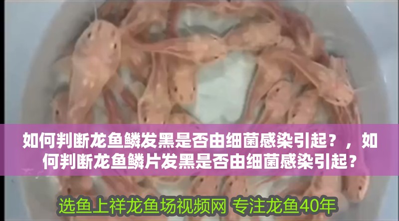 如何判斷龍魚鱗發黑是否由細菌感染引起？，如何判斷龍魚鱗片發黑是否由細菌感染引起？