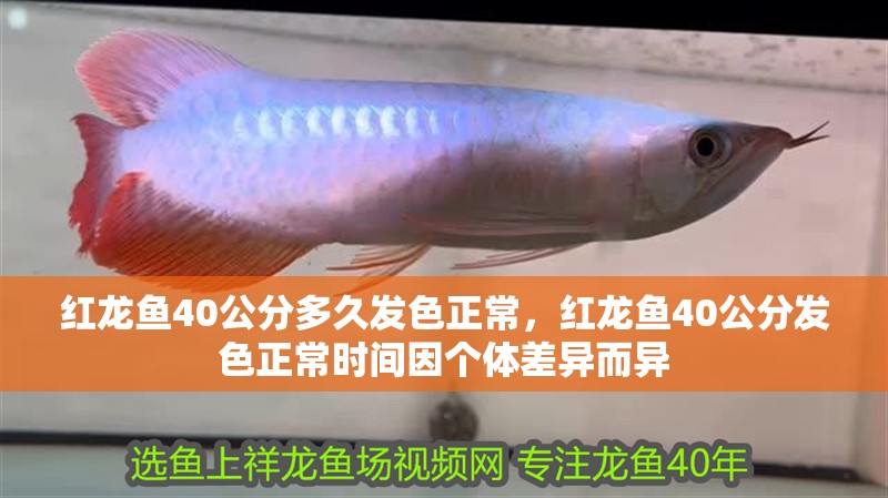 紅龍魚(yú)40公分多久發(fā)色正常，紅龍魚(yú)40公分發(fā)色正常時(shí)間因個(gè)體差異而異