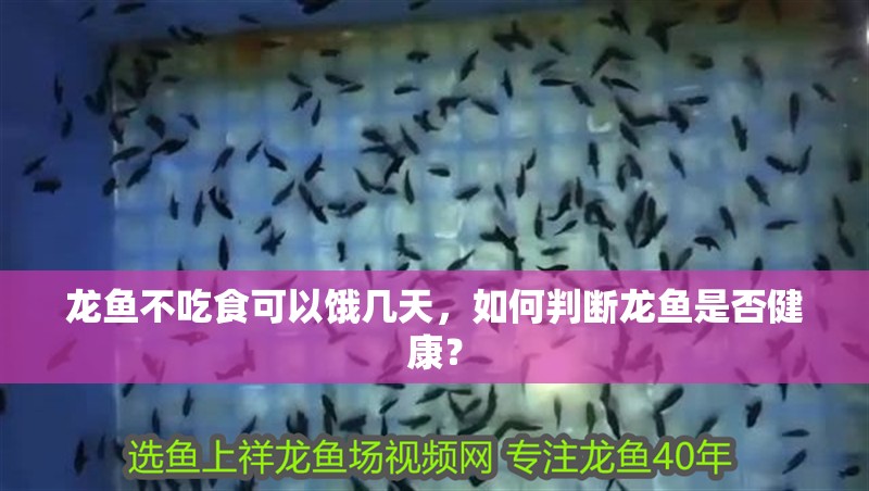 龍魚不吃食可以餓幾天，如何判斷龍魚是否健康？