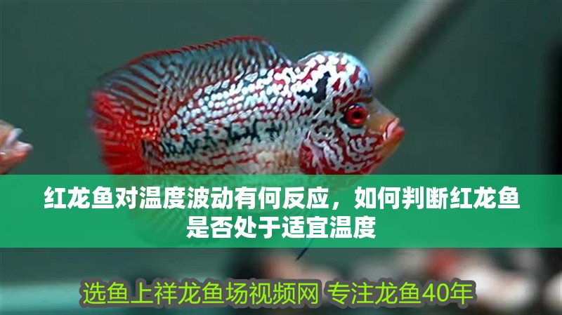 紅龍魚(yú)對(duì)溫度波動(dòng)有何反應(yīng)，如何判斷紅龍魚(yú)是否處于適宜溫度