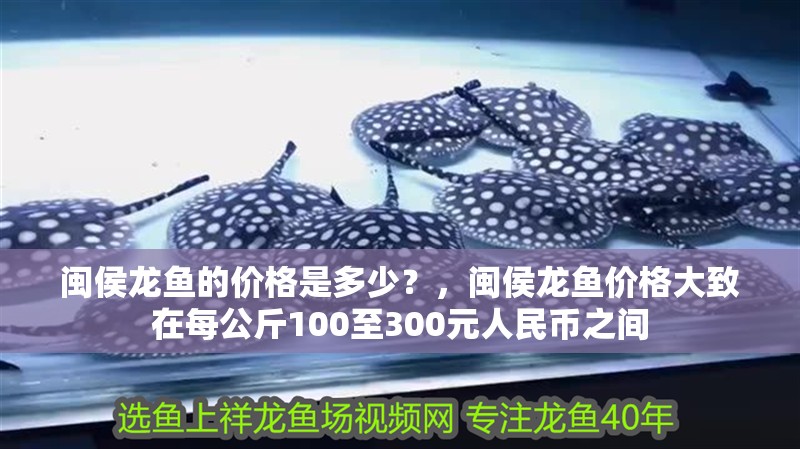 閩侯龍魚(yú)的價(jià)格是多少？，閩侯龍魚(yú)價(jià)格大致在每公斤100至300元人民幣之間