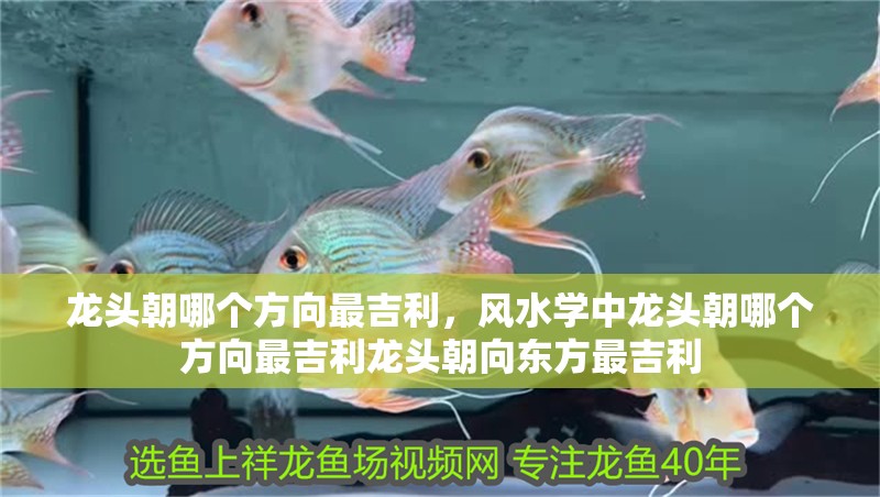 龍頭朝哪個方向最吉利，風(fēng)水學(xué)中龍頭朝哪個方向最吉利龍頭朝向東方最吉利