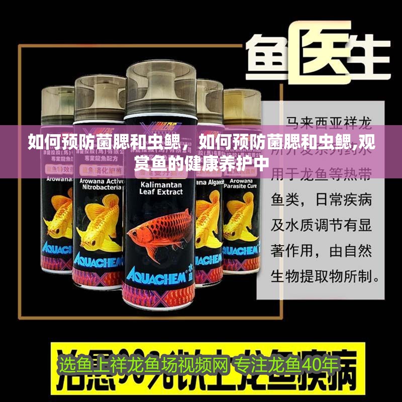 如何預防菌腮和蟲鰓，如何預防菌腮和蟲鰓,觀賞魚的健康養護中
