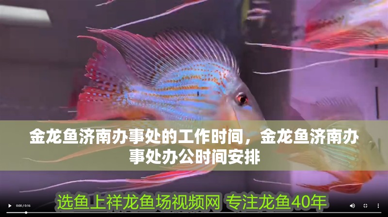 金龍魚濟南辦事處的工作時間，金龍魚濟南辦事處辦公時間安排