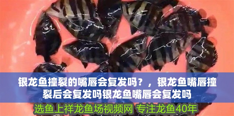銀龍魚撞裂的嘴唇會復(fù)發(fā)嗎？，銀龍魚嘴唇撞裂后會復(fù)發(fā)嗎銀龍魚嘴唇會復(fù)發(fā)嗎