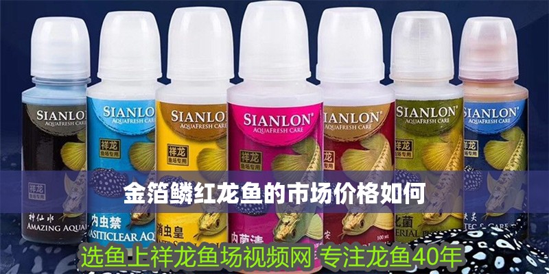 金箔鱗紅龍魚的市場價格如何