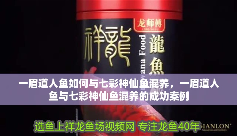 一眉道人魚如何與七彩神仙魚混養(yǎng)，一眉道人魚與七彩神仙魚混養(yǎng)的成功案例