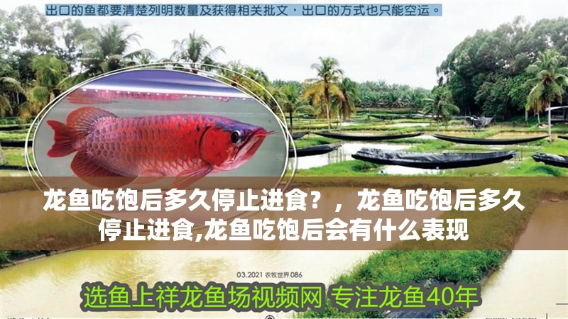 龍魚吃飽后多久停止進(jìn)食？，龍魚吃飽后多久停止進(jìn)食,龍魚吃飽后會有什么表現(xiàn)