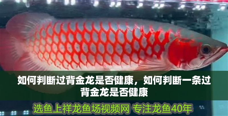 如何判斷過背金龍是否健康，如何判斷一條過背金龍是否健康