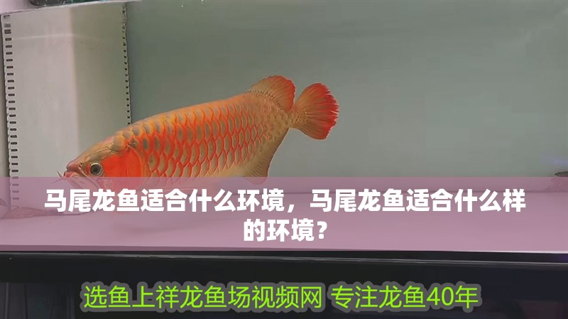馬尾龍魚適合什么環(huán)境，馬尾龍魚適合什么樣的環(huán)境？