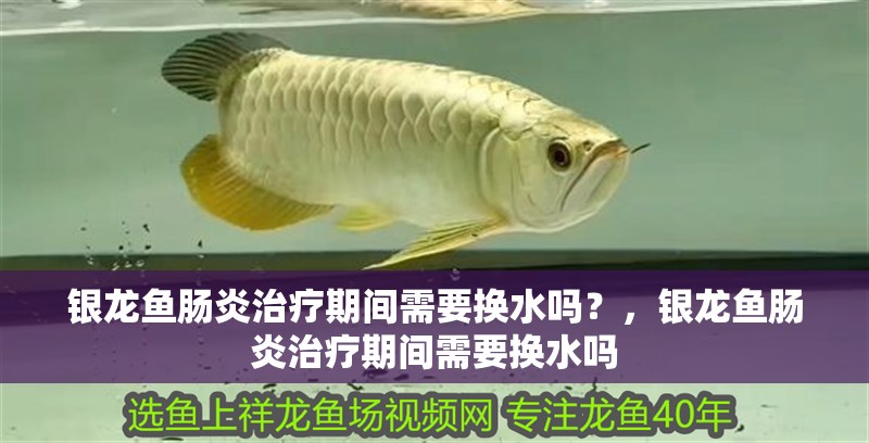 銀龍魚腸炎治療期間需要換水嗎？，銀龍魚腸炎治療期間需要換水嗎