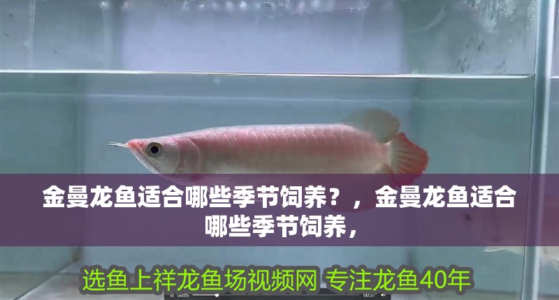 金曼龍魚適合哪些季節飼養？，金曼龍魚適合哪些季節飼養，