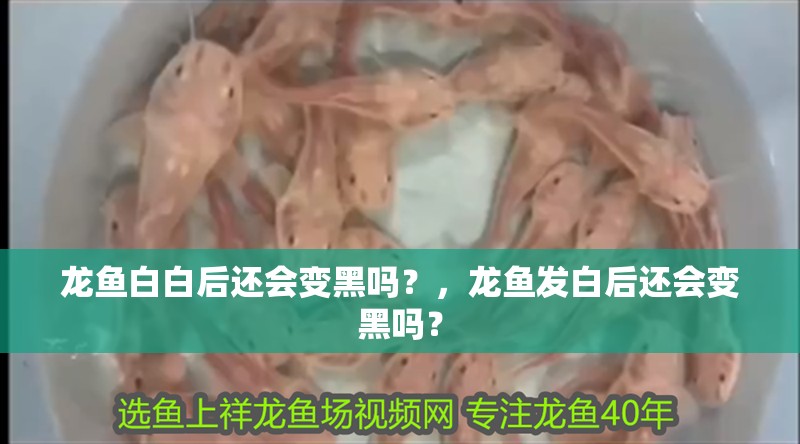 龍魚白白后還會變黑嗎？，龍魚發白后還會變黑嗎？