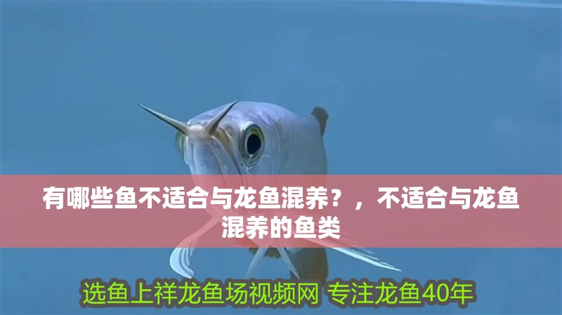 有哪些魚不適合與龍魚混養？，不適合與龍魚混養的魚類