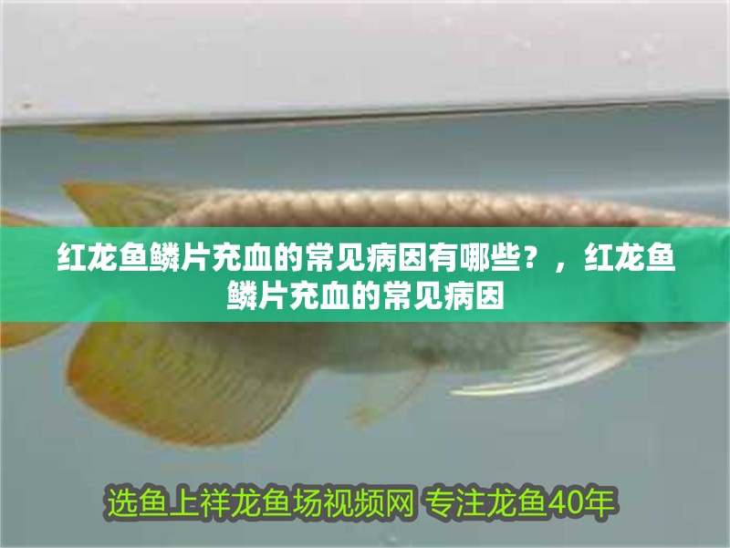 紅龍魚鱗片充血的常見病因有哪些？，紅龍魚鱗片充血的常見病因