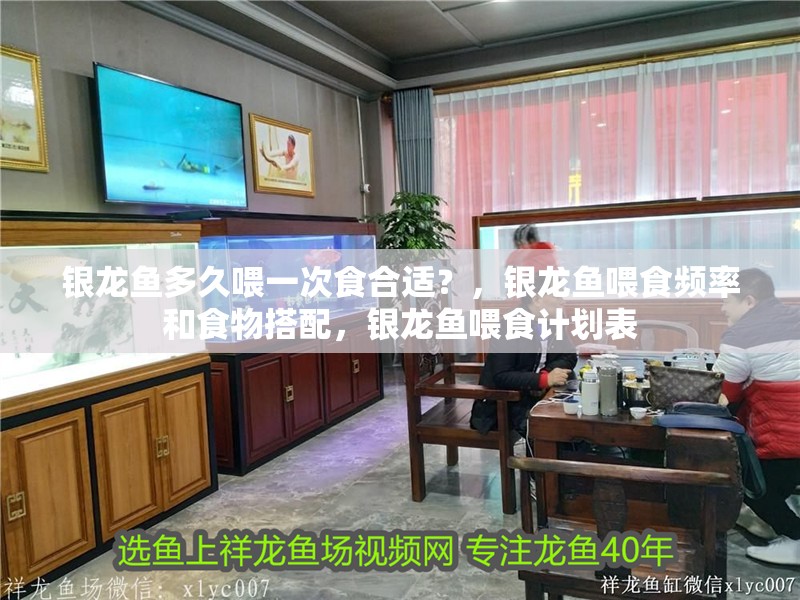 銀龍魚多久喂一次食合適？，銀龍魚喂食頻率和食物搭配，銀龍魚喂食計劃表