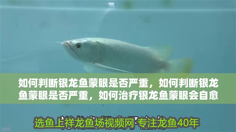 如何判斷銀龍魚蒙眼是否嚴重，如何判斷銀龍魚蒙眼是否嚴重，如何治療銀龍魚蒙眼會自愈嗎