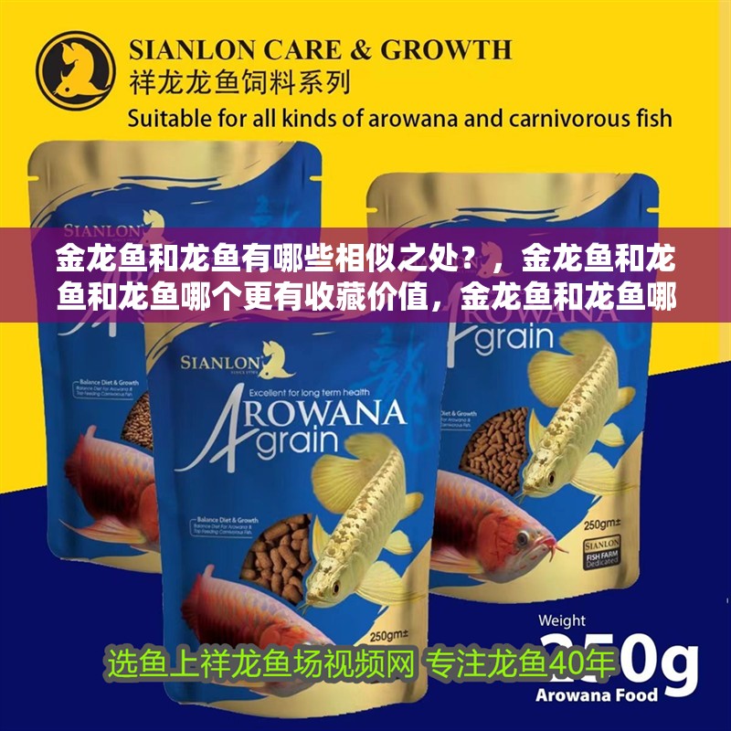 金龍魚和龍魚有哪些相似之處？，金龍魚和龍魚和龍魚哪個(gè)更有收藏價(jià)值，金龍魚和龍魚哪個(gè)更珍貴