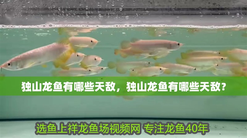 獨山龍魚有哪些天敵，獨山龍魚有哪些天敵？