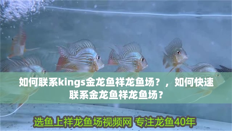 如何聯系kings金龍魚祥龍魚場？，如何快速聯系金龍魚祥龍魚場？