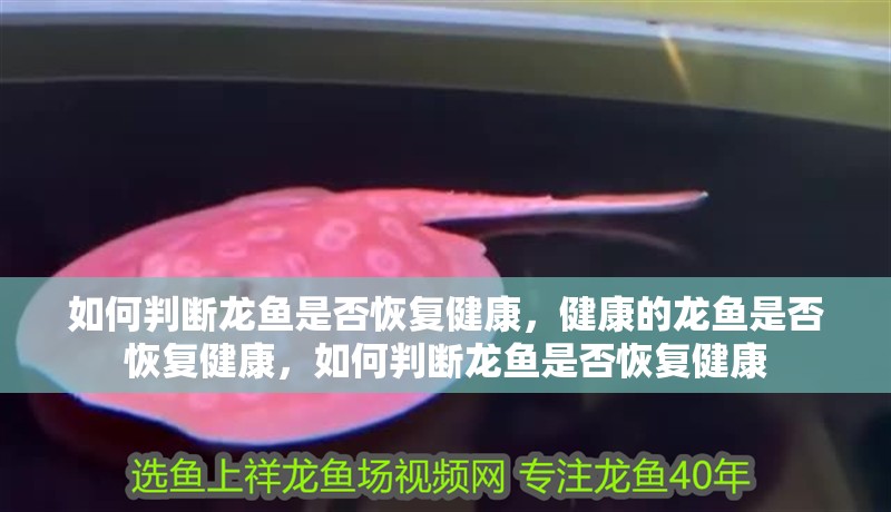 如何判斷龍魚是否恢復(fù)健康，健康的龍魚是否恢復(fù)健康，如何判斷龍魚是否恢復(fù)健康