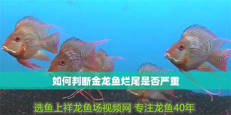 如何判斷金龍魚(yú)爛尾是否嚴(yán)重