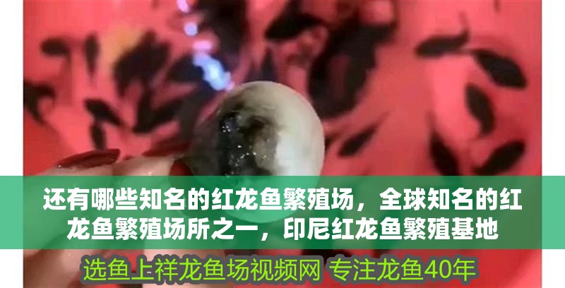 還有哪些知名的紅龍魚繁殖場(chǎng)，全球知名的紅龍魚繁殖場(chǎng)所之一，印尼紅龍魚繁殖基地