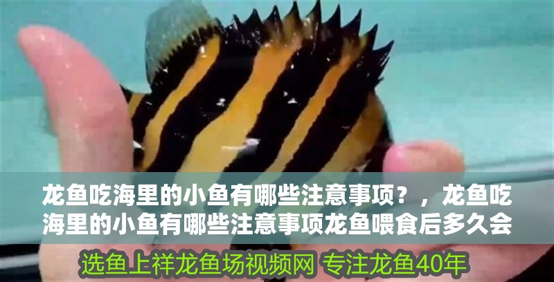 龍魚吃海里的小魚有哪些注意事項？，龍魚吃海里的小魚有哪些注意事項龍魚喂食后多久會消化