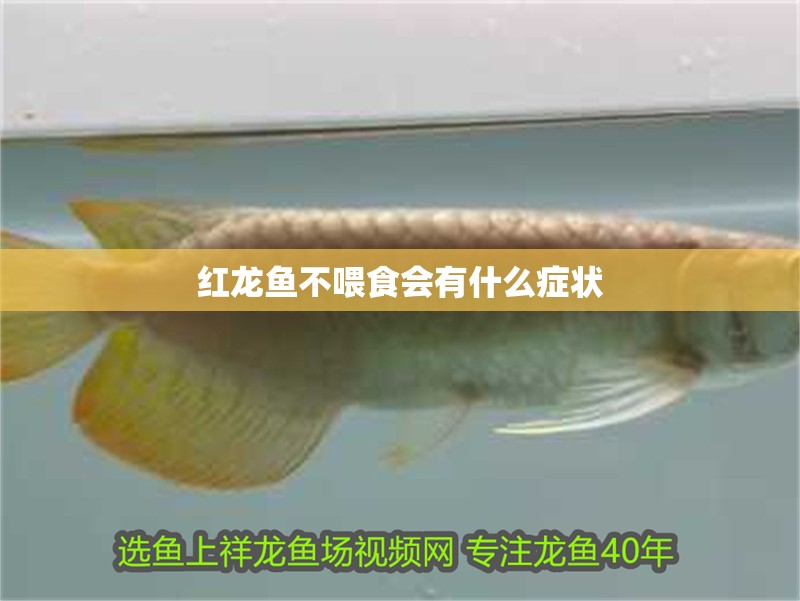 紅龍魚(yú)不喂食會(huì)有什么癥狀