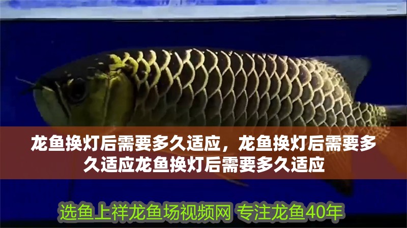 龍魚換燈后需要多久適應(yīng)，龍魚換燈后需要多久適應(yīng)龍魚換燈后需要多久適應(yīng)