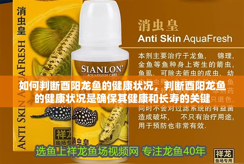 如何判斷酉陽龍魚的健康狀況，判斷酉陽龍魚的健康狀況是確保其健康和長壽的關鍵