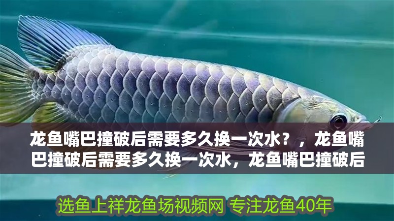 龍魚嘴巴撞破后需要多久換一次水？，龍魚嘴巴撞破后需要多久換一次水，龍魚嘴巴撞破后需要注意哪些細節