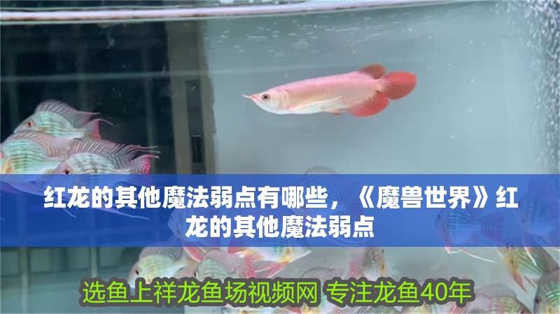紅龍的其他魔法弱點有哪些，《魔獸世界》紅龍的其他魔法弱點