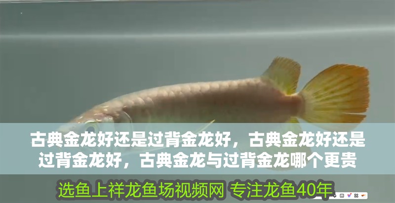 古典金龍好還是過背金龍好，古典金龍好還是過背金龍好，古典金龍與過背金龍哪個(gè)更貴
