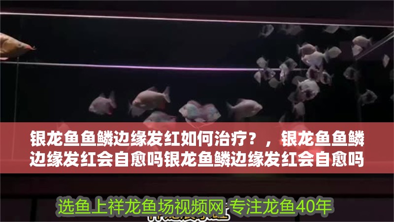 銀龍魚魚鱗邊緣發紅如何治療？，銀龍魚魚鱗邊緣發紅會自愈嗎銀龍魚鱗邊緣發紅會自愈嗎